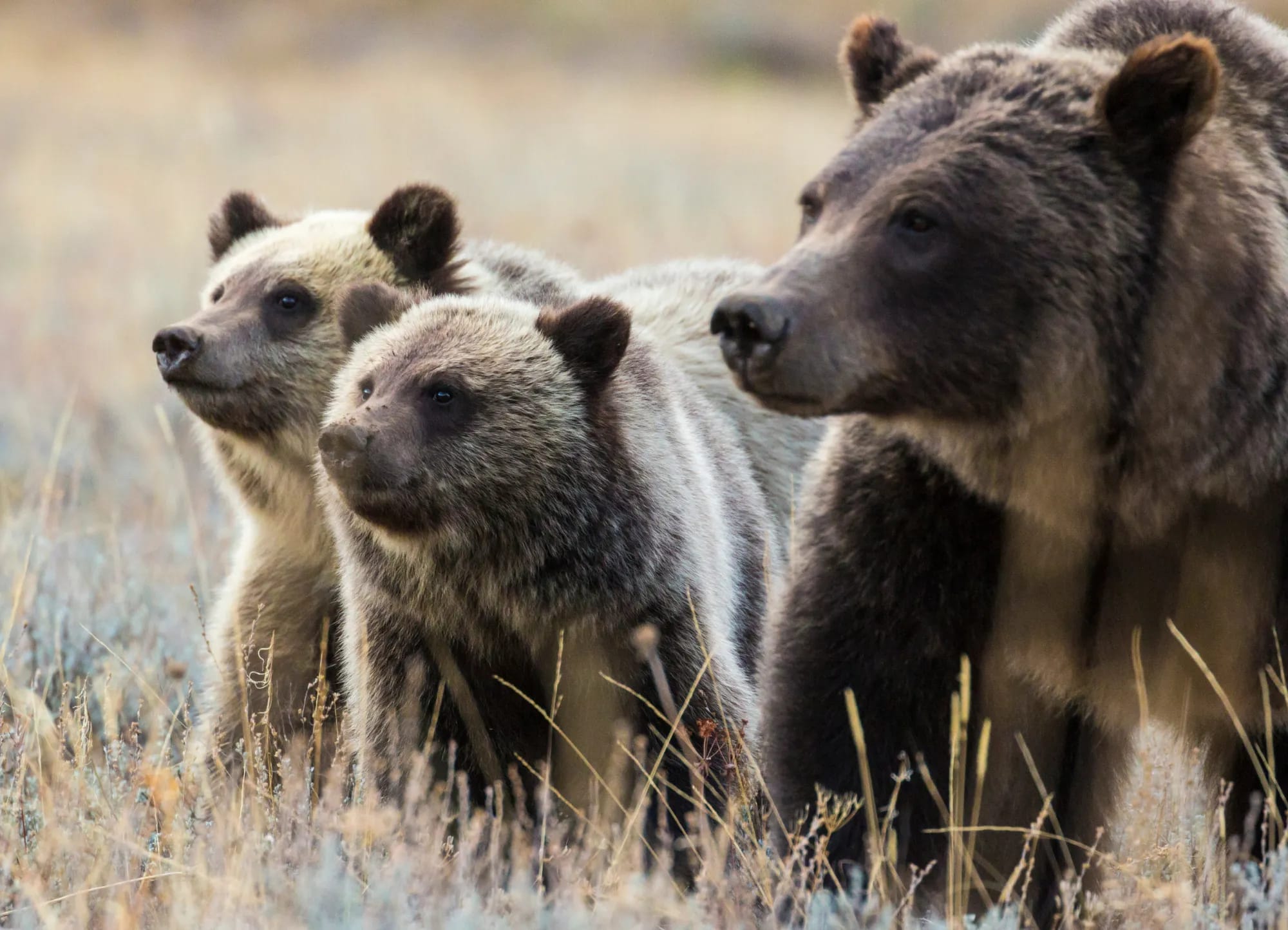 Grizzly 399- The Legacy of an Iconic Bear - Grand Teton Club