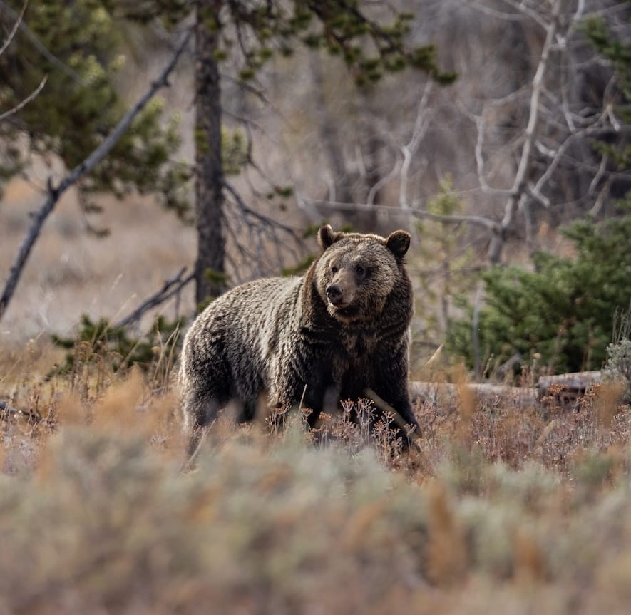 Grizzly Bear - Grand Teton Club