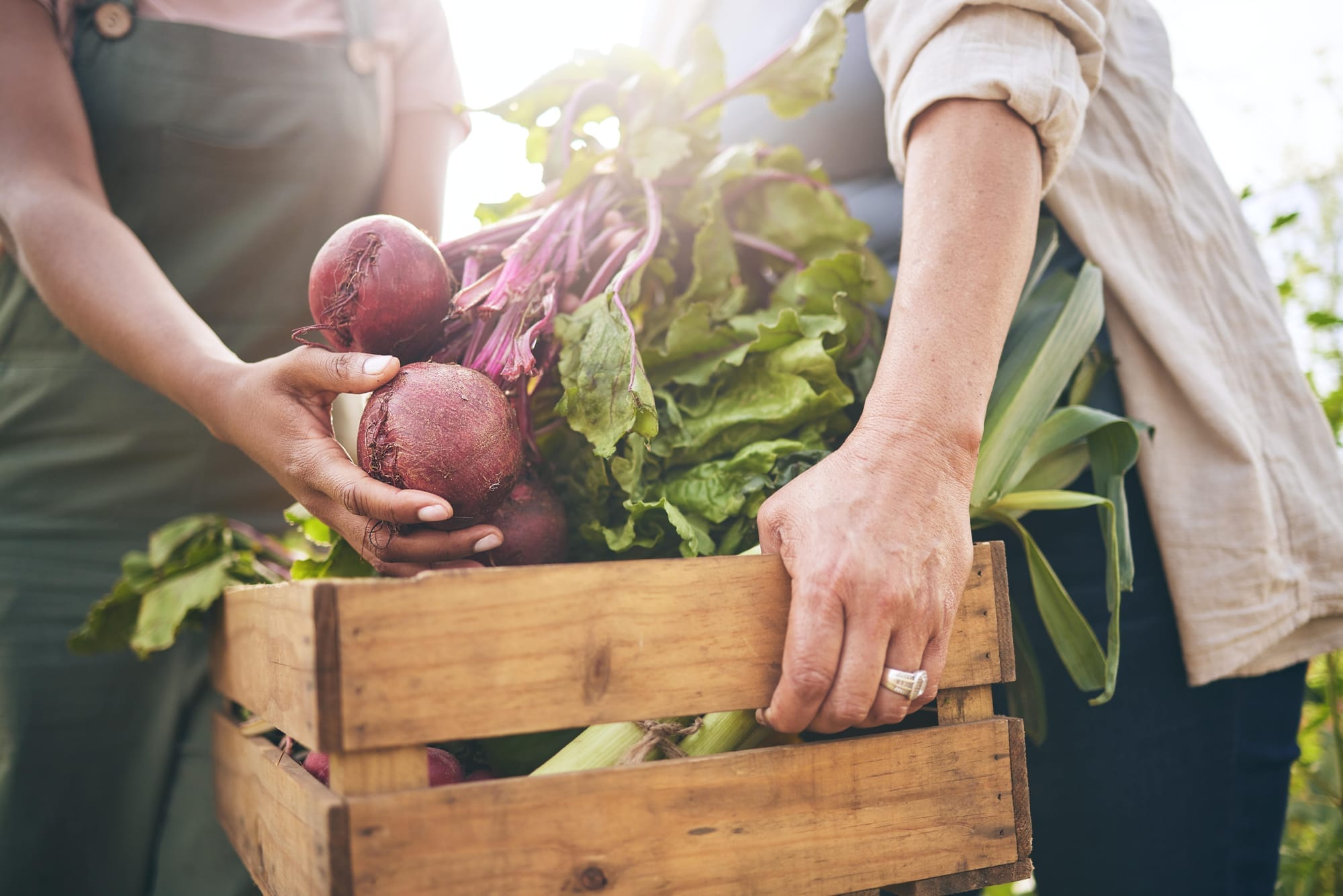 Two people holding fresh red beets and lettuce over a wooden harvest crate