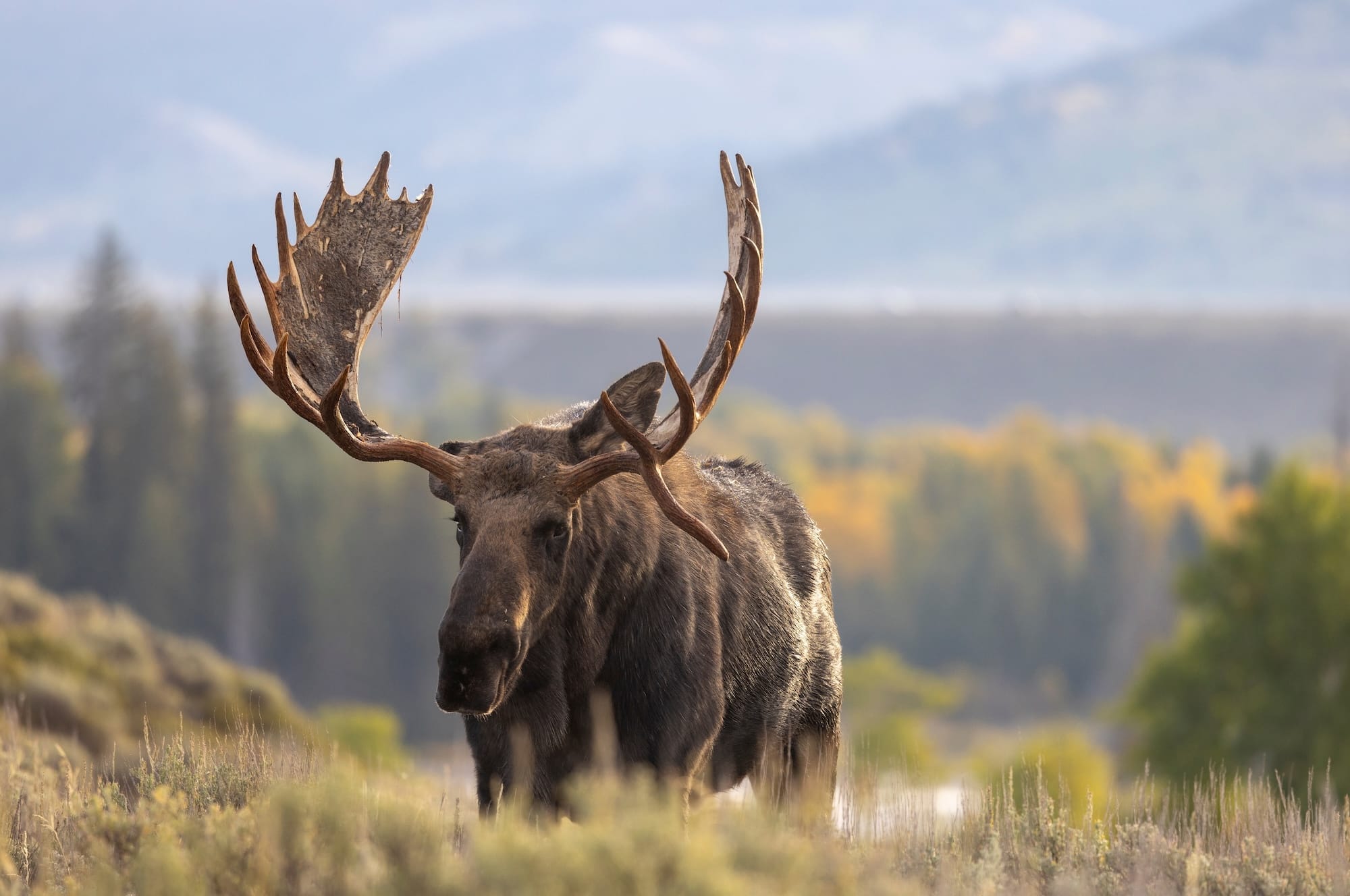 Wildlife Habitats - Grand Teton Club
